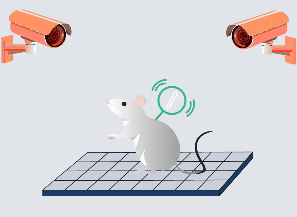 souris filmée
